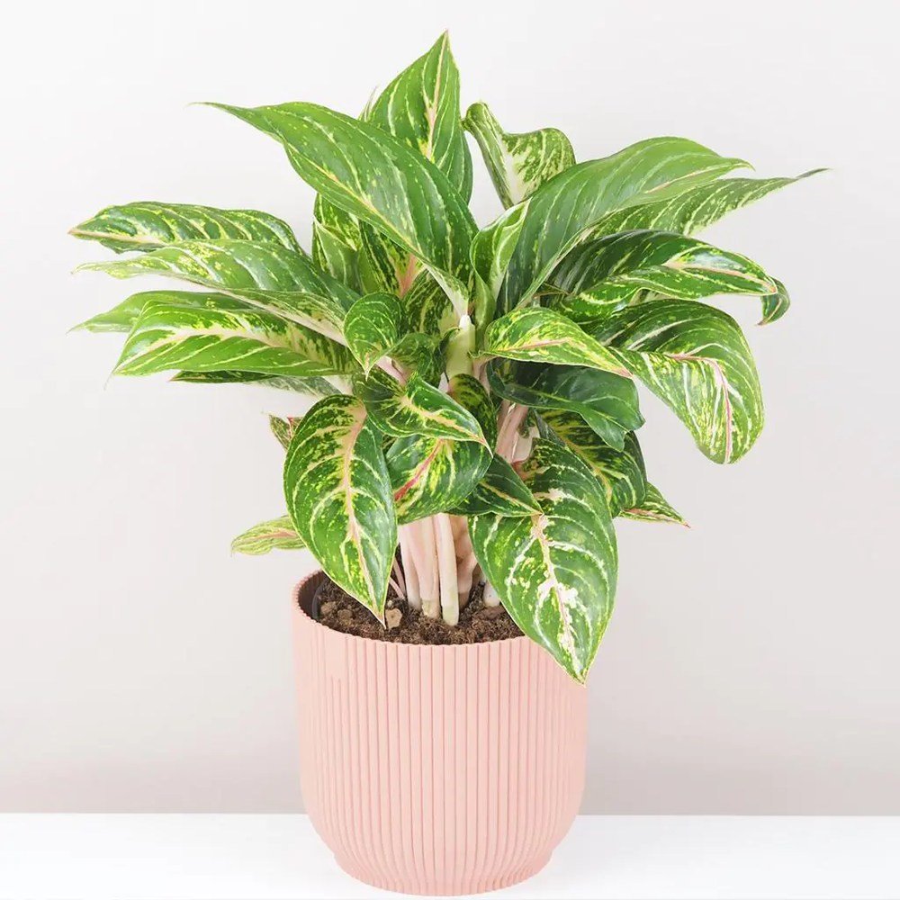 Aglaonema Cocomelon - 45 cm, frunze cu nuante de verde-somon
