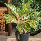 Aglaonema Cocomelon - 45 cm, frunze cu nuante de verde-somon