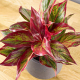 Aglaonema Crete - 25-35 cm, cu frunze rosii-verzi