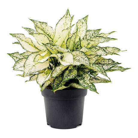 Aglaonema Kiwi - 35 cm, cu frunze albe si margini verde-lime