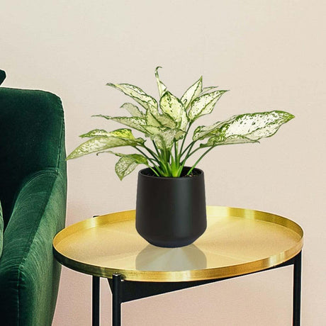 Aglaonema Kiwi - 35 cm, cu frunze albe si margini verde-lime