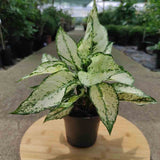 Aglaonema Kiwi - 35 cm, cu frunze albe si margini verde-lime