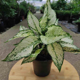 Aglaonema Kiwi - 35 cm, cu frunze albe si margini verde-lime