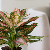 Aglaonema Pink Leopard - 30 cm, cu frunze roz si pete verzi