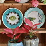Aglaonema Pink Star - 35 cm, cu frunze roz si marginii verzi