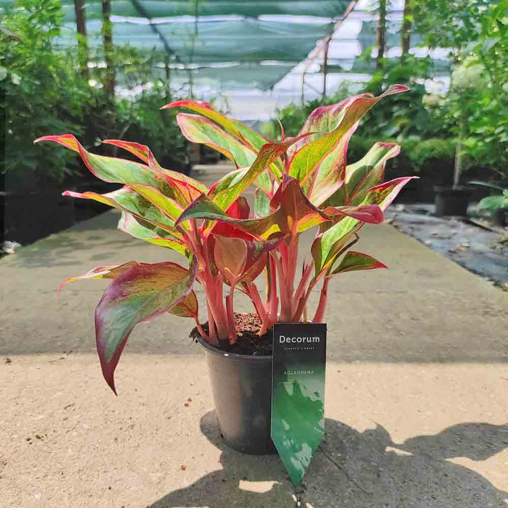 Aglaonema Red Fire - 30 cm, cu frunze rosii-verzi