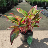 Aglaonema Red Fire - 30 cm, cu frunze rosii-verzi