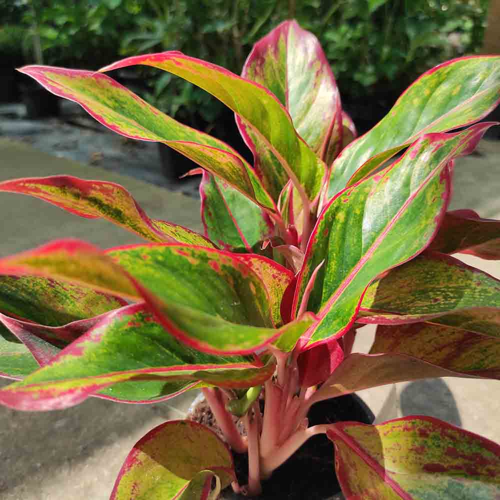 Aglaonema Red Fire - 30 cm, cu frunze rosii-verzi