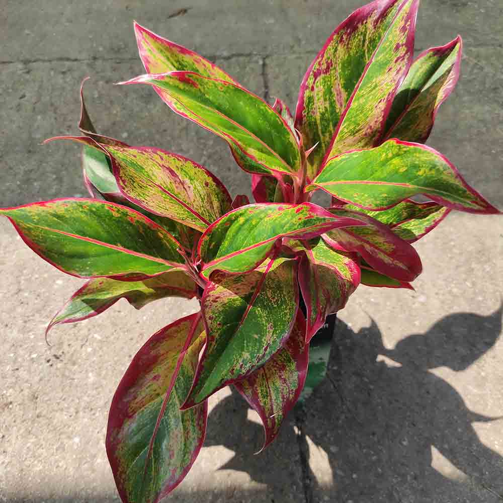 Aglaonema Red Fire - 30 cm, cu frunze rosii-verzi