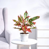 Aglaonema Red Fire - 30 cm, cu frunze rosii-verzi