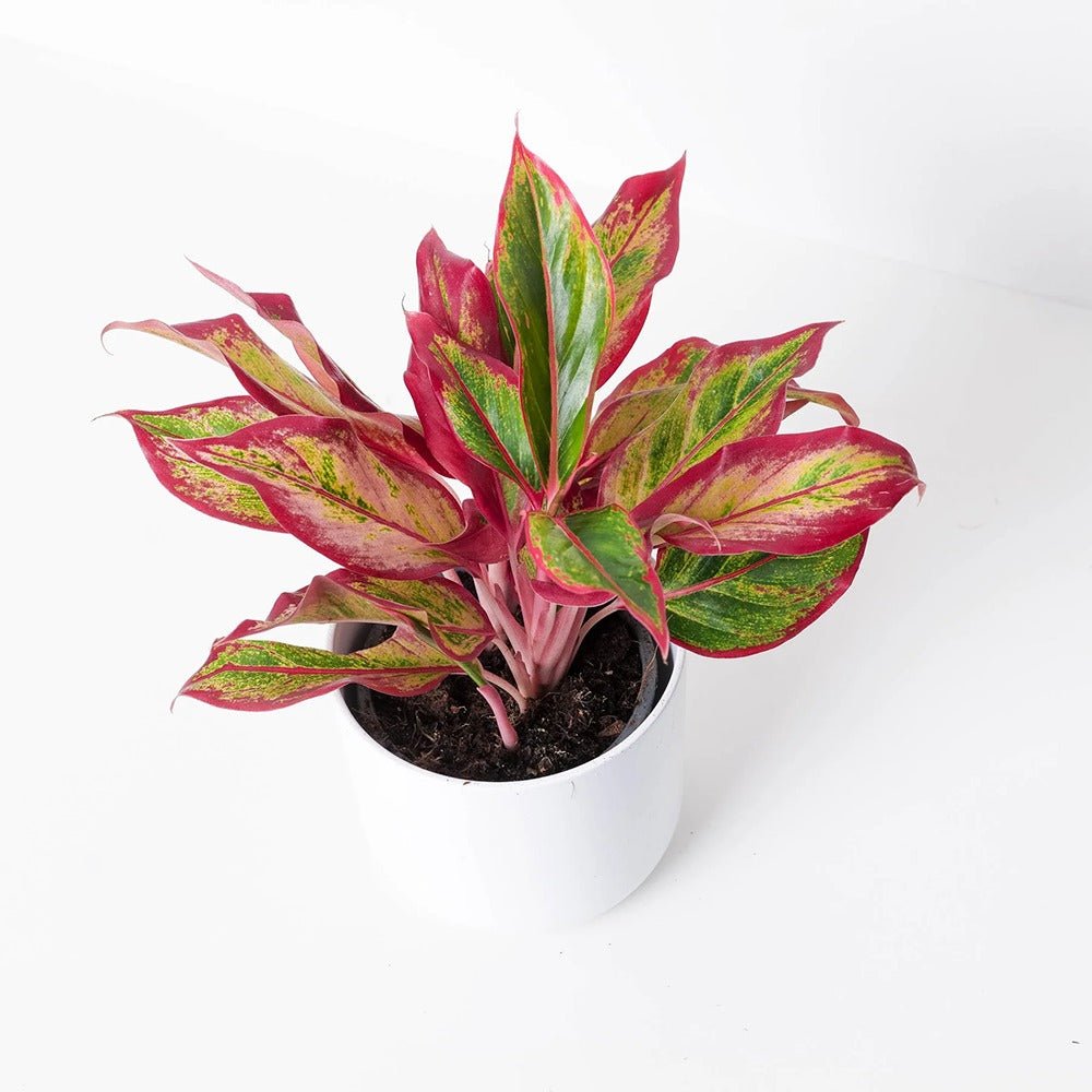 Aglaonema Red Fire - 30 cm, cu frunze rosii-verzi