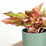 Aglaonema Red Fire - 30 cm, cu frunze rosii-verzi