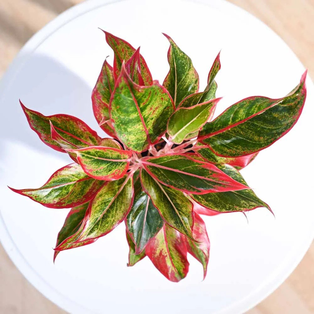 Aglaonema Red Fire - 30 cm, cu frunze rosii-verzi