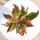 Aglaonema Red Fire - 30 cm, cu frunze rosii-verzi