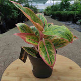 Aglaonema Salmon Fantasy - 30 cm, cu frunze verzi-somon