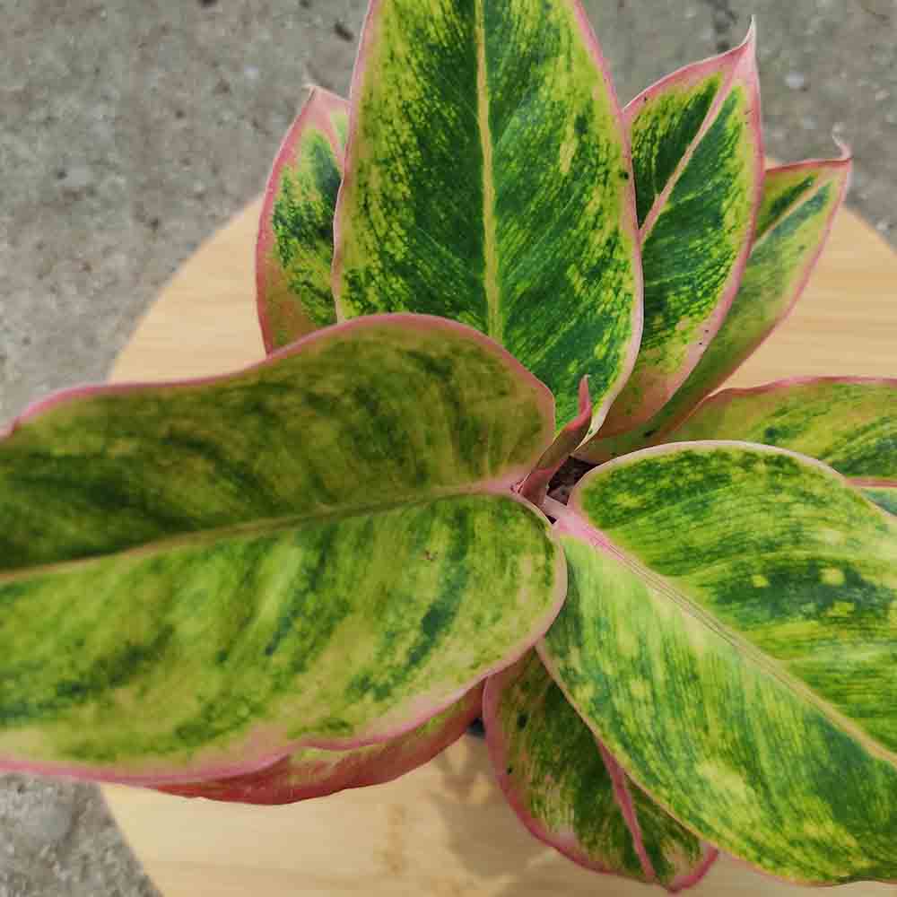 Aglaonema Salmon Fantasy - 30 cm, cu frunze verzi-somon