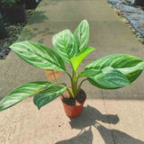 Aglaonema Stripes - 40 cm, cu frunze verzi si dungii argintii