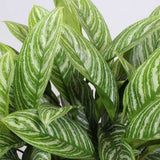 Aglaonema Stripes - 40 cm, cu frunze verzi si dungii argintii