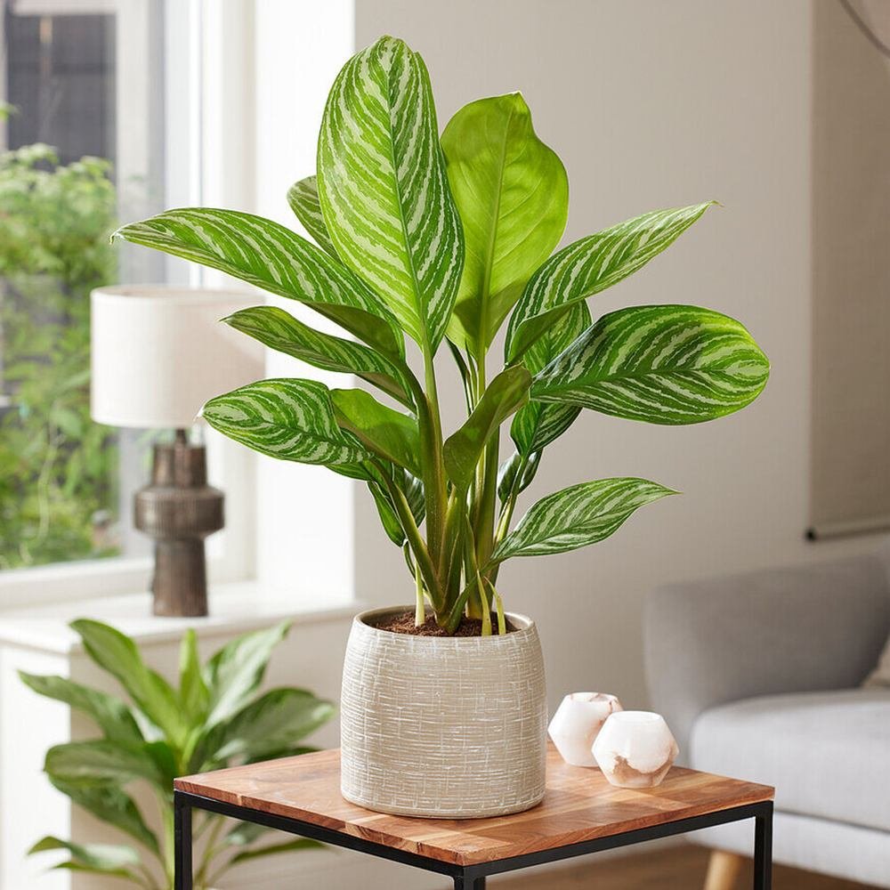 Aglaonema Stripes - 40 cm, cu frunze verzi si dungii argintii