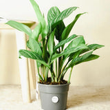 Aglaonema Stripes - 60 cm, cu frunze verzi si dungii argintii