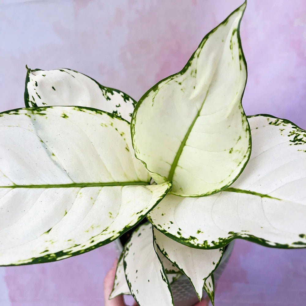 Aglaonema White Joy - 35 cm, cu frunze albe si margini verzi