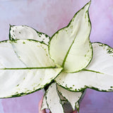 Aglaonema White Joy - 35 cm, cu frunze albe si margini verzi