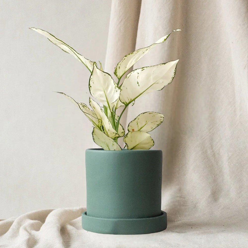 Aglaonema White Joy - 35 cm, cu frunze albe si margini verzi