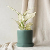 Aglaonema White Joy - 35 cm, cu frunze albe si margini verzi