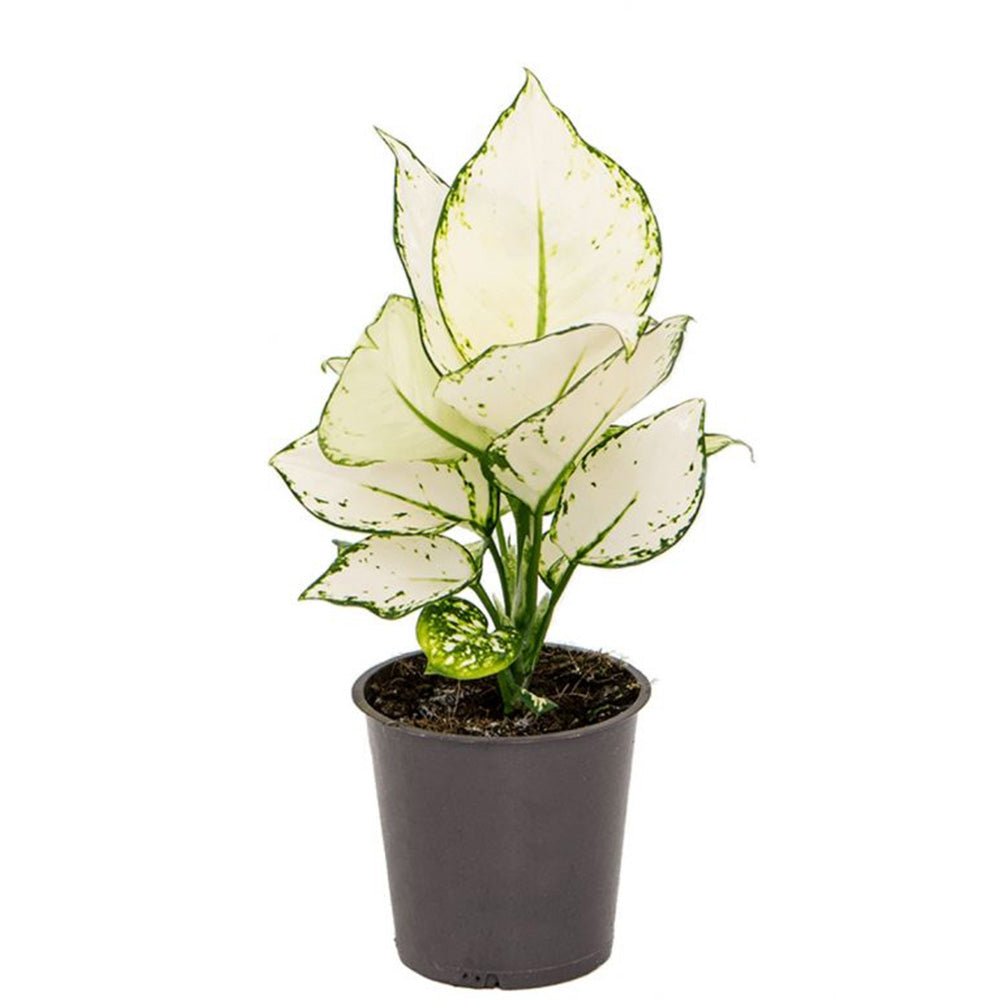 Aglaonema White Joy, 30 cm, cu frunze albe si margini verzi, planta tropicala exotica, purificatoare de aer, usor de ingrijit