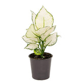 Aglaonema White Joy, 30 cm, cu frunze albe si margini verzi, planta tropicala exotica, purificatoare de aer, usor de ingrijit