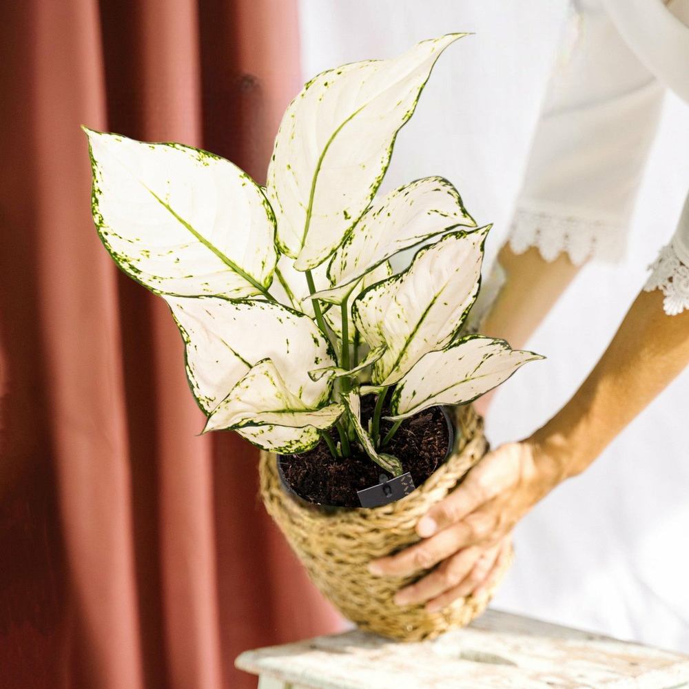 Aglaonema White Joy, 30 cm, cu frunze albe si margini verzi, planta tropicala exotica, purificatoare de aer, usor de ingrijit
