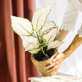 Aglaonema White Joy, 30 cm, cu frunze albe si margini verzi, planta tropicala exotica, purificatoare de aer, usor de ingrijit