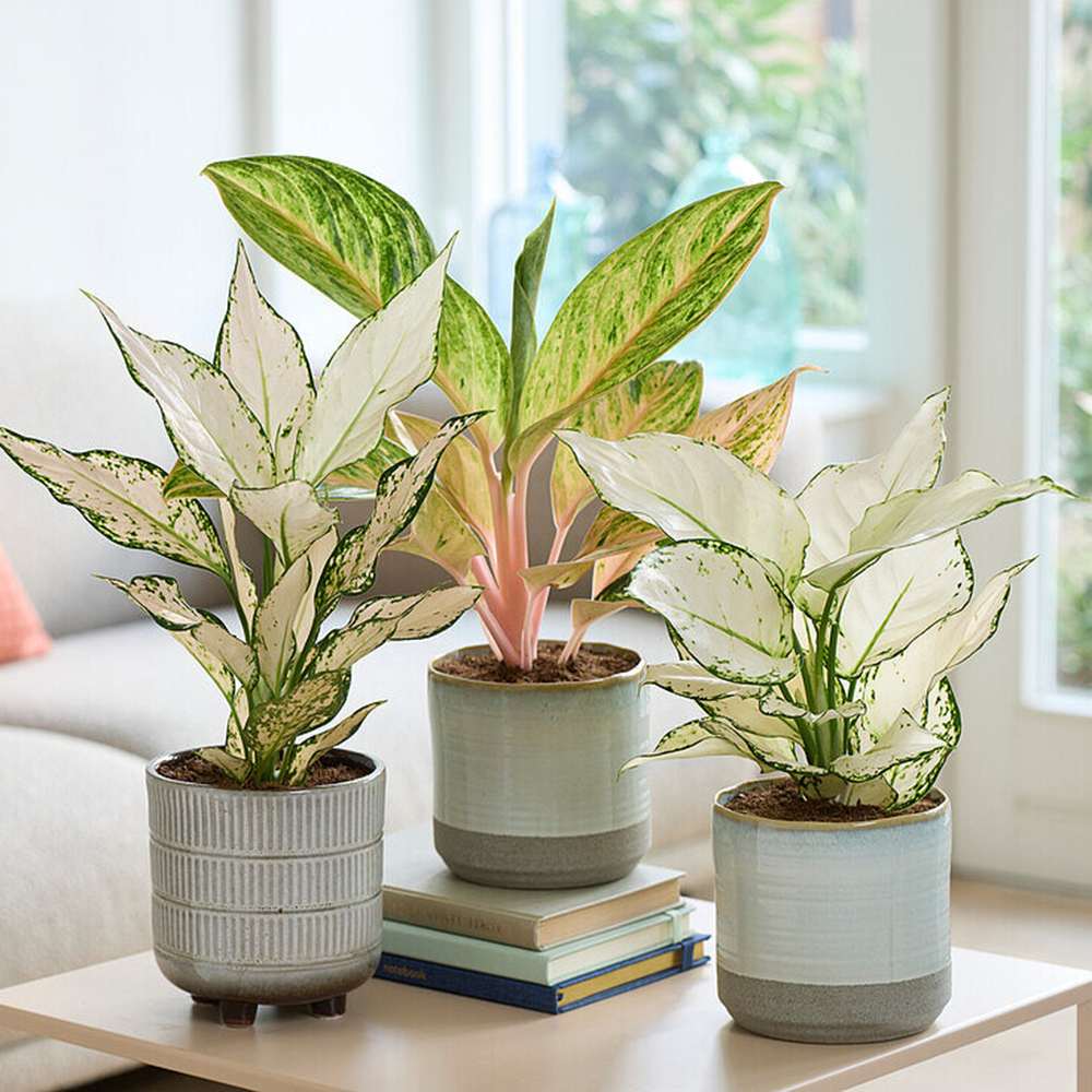 Aglaonema White Joy, 30 cm, cu frunze albe si margini verzi, planta tropicala exotica, purificatoare de aer, usor de ingrijit