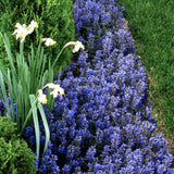Vinetica Chocolate Chips (Ajuga reptans), planta decorativa vesnic verde cu frunzis intunecat si flori albastre