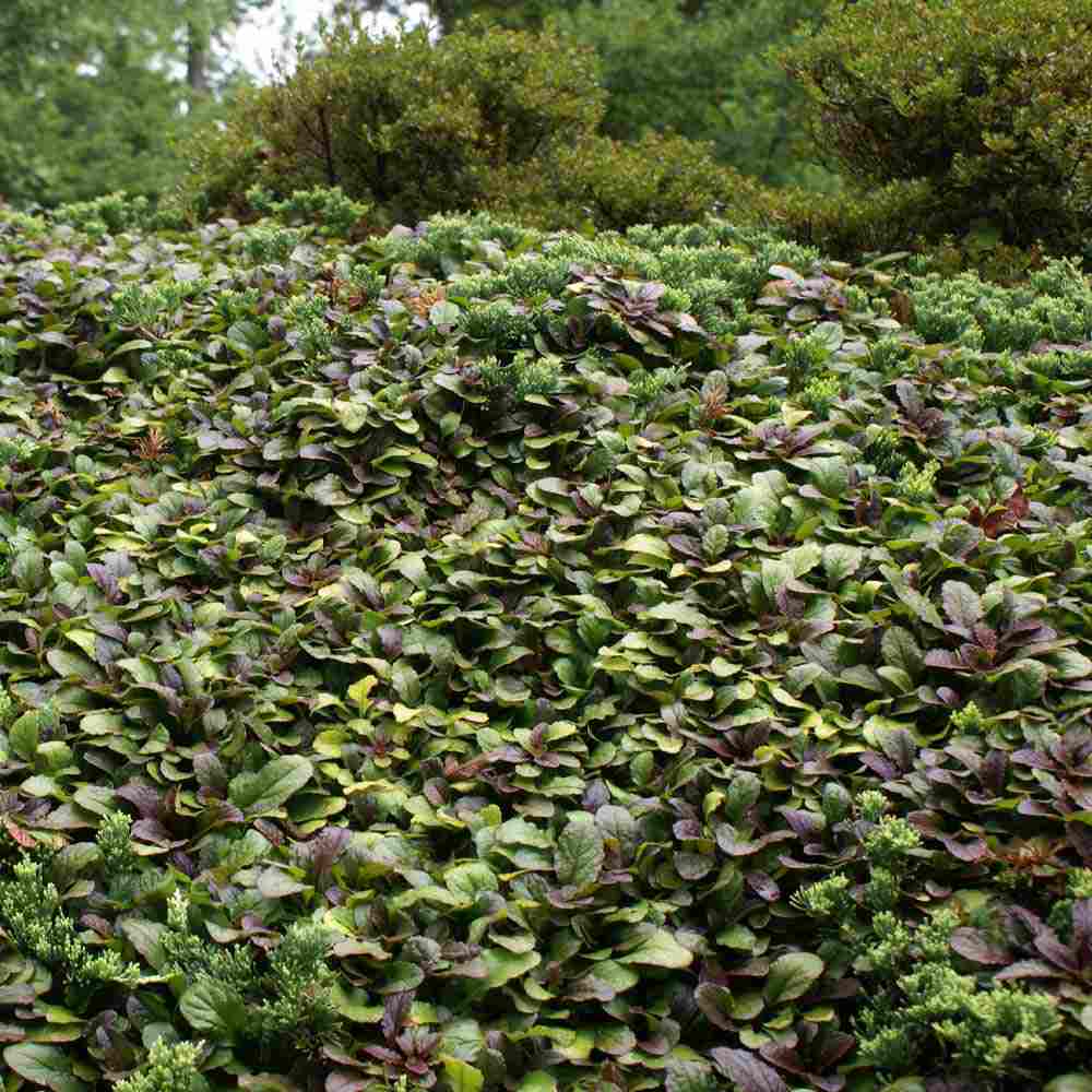 Vinetica Chocolate Chips (Ajuga reptans), planta decorativa vesnic verde cu frunzis intunecat si flori albastre