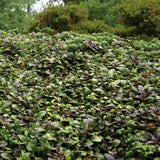 Vinetica Chocolate Chips (Ajuga reptans), planta decorativa vesnic verde cu frunzis intunecat si flori albastre