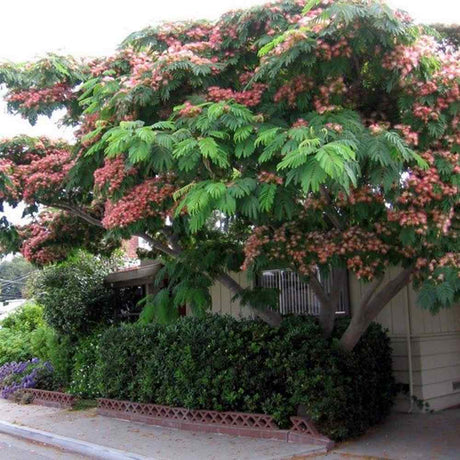 Arbore de matase Albizia Tropical Dream,  flori roz, parfumate, rezistent la inghet