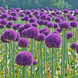 Bulbi Ceapa Ornamentala (Allium) Ambassador, cu flori mov sferice