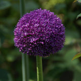 Bulbi Ceapa Ornamentala (Allium) Ambassador, cu flori mov sferice