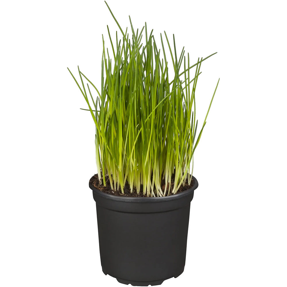 Díszhagyma, Allium schoenoprasum – rózsaszín–lila virágú