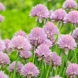 Díszhagyma, Allium schoenoprasum – rózsaszín–lila virágú