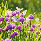 Díszhagyma, Allium schoenoprasum – rózsaszín–lila virágú