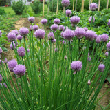 Ceapa Ornamentala Allium Schoenoprasum