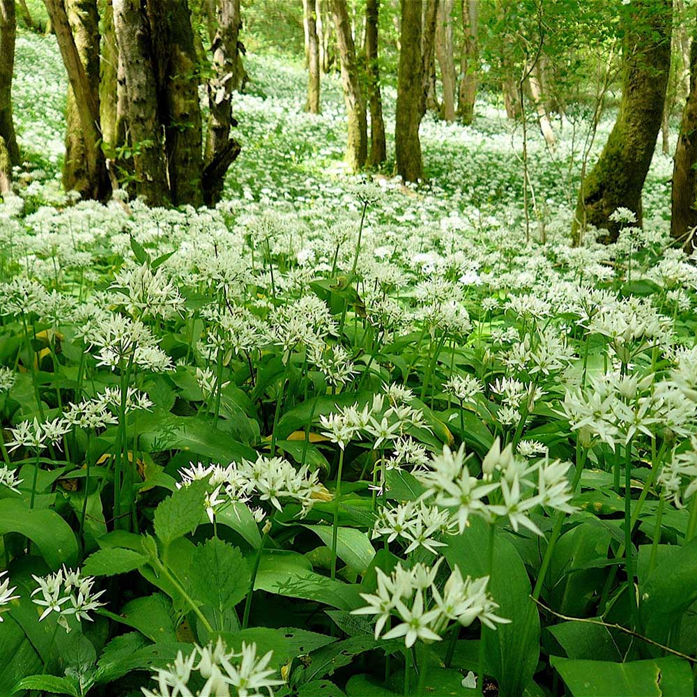 Allium Ursinum
