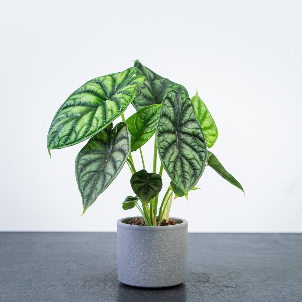 Alocasia Dragon Scale - 25 cm