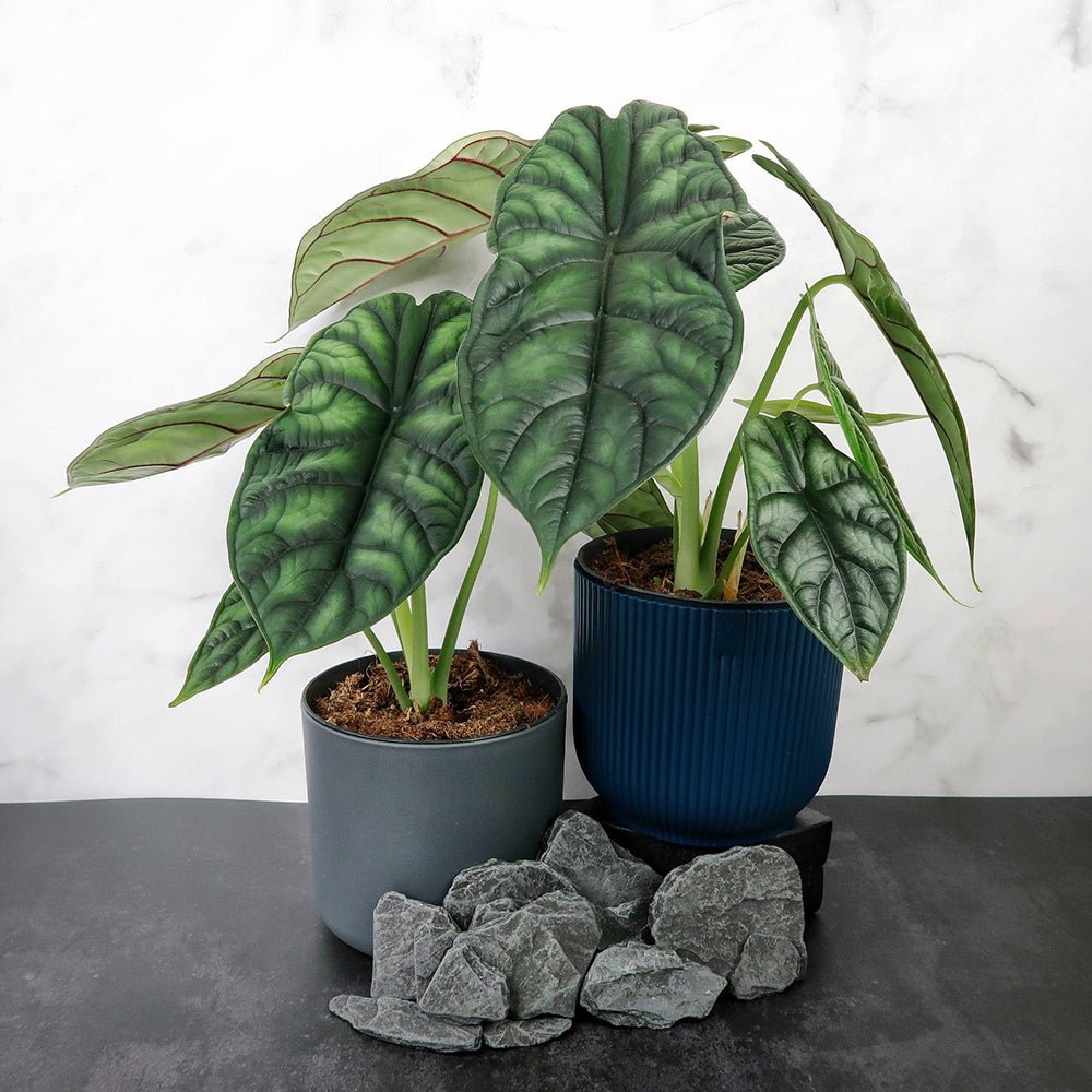 Alocasia Dragon Scale - 25 cm