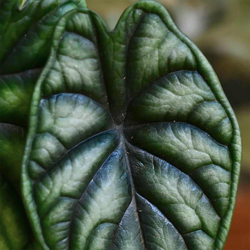 Alocasia Dragon Scale - 25 cm