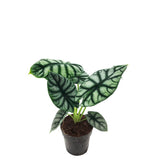 Alocasia Dragon Scale - 45 cm