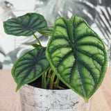 Alocasia Dragon Scale - 45 cm