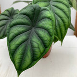 Alocasia Dragon Scale - 45 cm